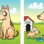 IQ test: leia koera ja kutsika pildilt 5 erinevust 45